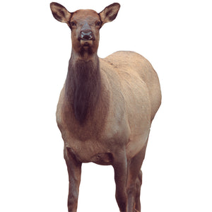 Montana Decoy Eichler Elk Decoy